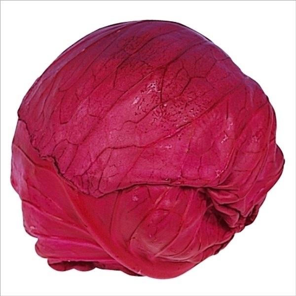 キャベツ 種 たね F1レッドボールキャベツ 1袋（0.5ml）野菜たね YTC15
