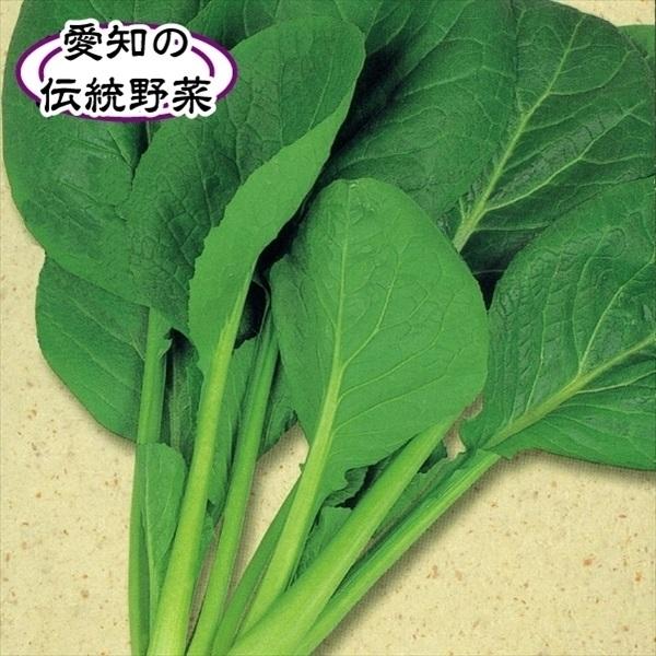 正月菜 種 たね 1袋(10ml) 小松菜 コマツナ 菜類 野菜たね YTC67