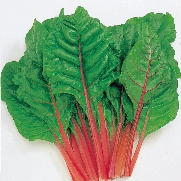 代引不可 スイスチャード 種 たね 赤 1袋 4ml 菜類 野菜たね YTC68