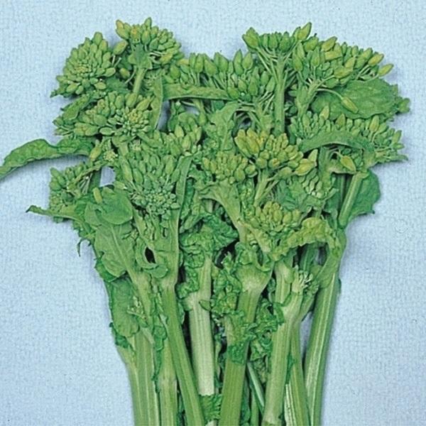 花菜 種 たね F1耐病はなな 1袋(5ml) 菜花 ナバナ 菜類 野菜たね YTC62