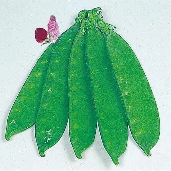 キヌサヤ 種 たね つるなし赤花絹莢 1袋(30ml) 絹さや 絹莢 野菜たね YTC34
