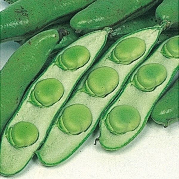 国華園 種 野菜たね マメ ソラマメ お多福そら豆 1袋（25ml） 豆 空豆