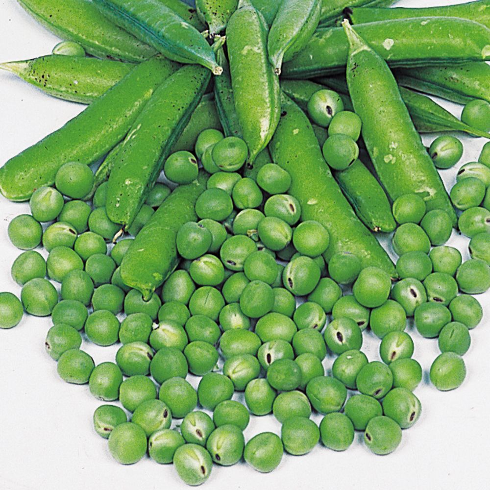 エンドウリョウヘイ 国華園 種 野菜たね マメ 実エンドウ グリーンピース 1袋（20ml） 豆