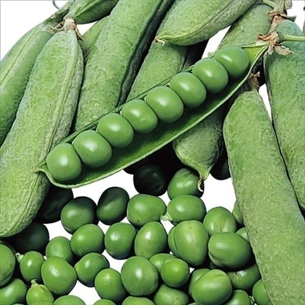 国華園 種 野菜たね マメ 実エンドウ 南海緑...の詳細画像1