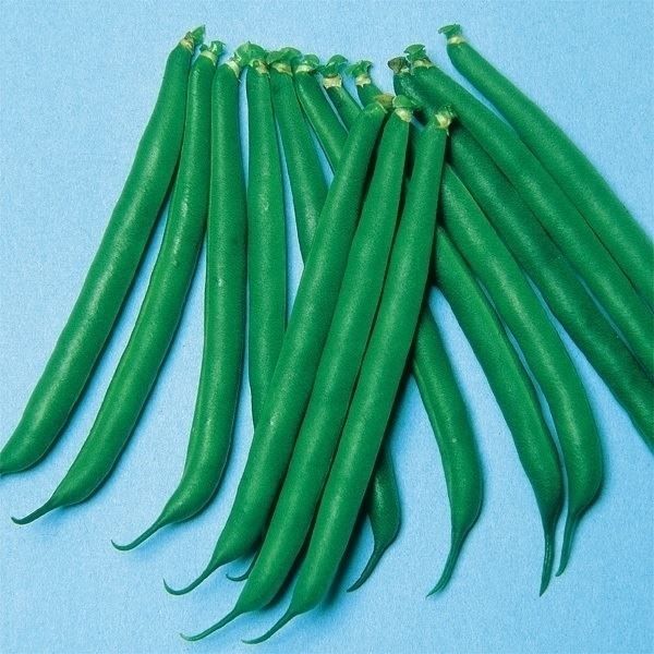 国華園 種 野菜たね マメ インゲン つるなし...の詳細画像1