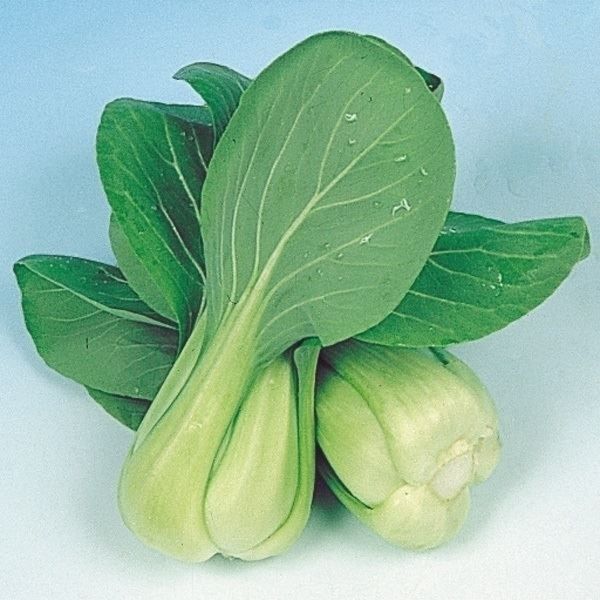 国華園 種 野菜たね 中国野菜 チンゲンサイ ...の詳細画像1
