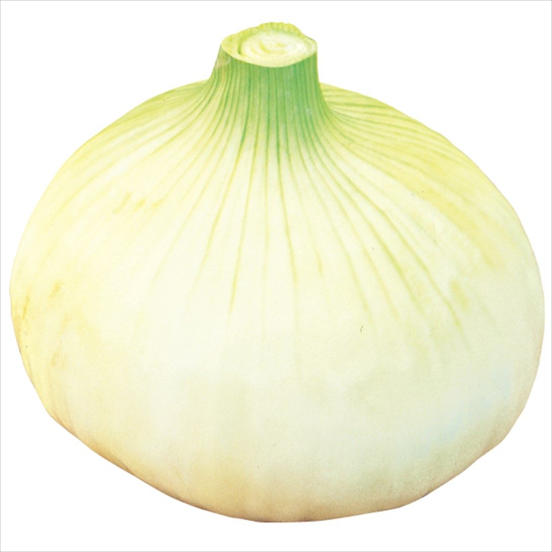 国華園 種 野菜たね タマネギ （極早生）F1サラダ玉葱 1袋（3ml） 玉葱