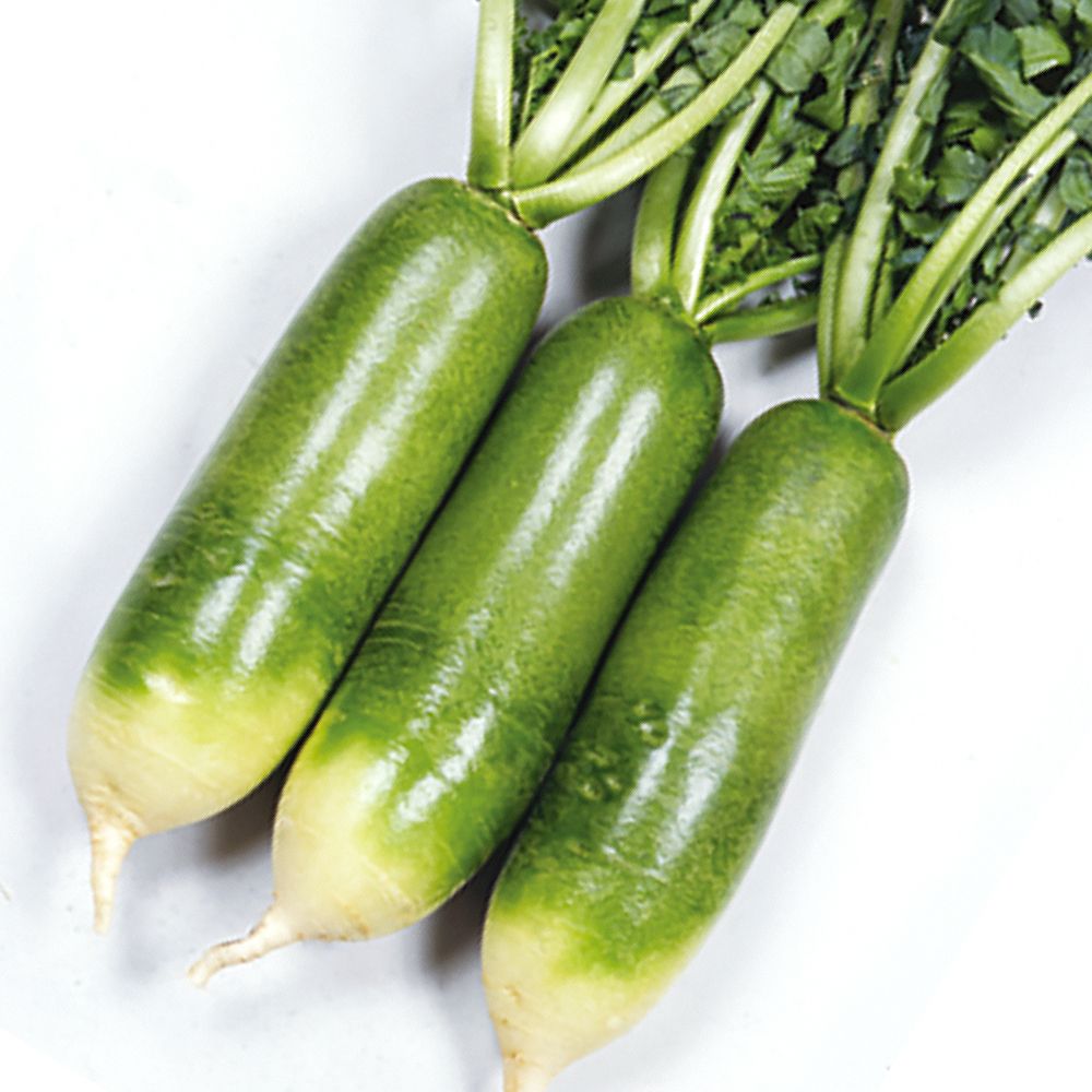 国華園 種 野菜たね ダイコン F1あおながくん 1袋（5ml） 大根 やさい