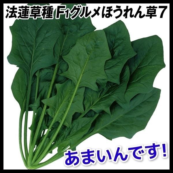 種 野菜たね ホウレン草 F1グルメほうれん草７ 1袋（40ml） ほうれんそう 法蓮草 やさいたね タネ 国華園 こっかえん｜kokkaen