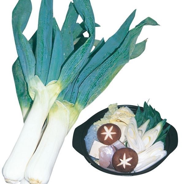 ネギP① 根深ネギ・ホワイトスピア （品種名：TNE748）| 種・苗・ガーデニング