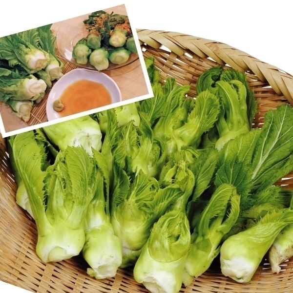 からし菜 種 たね 大型からし菜 つぼみっ娘 1袋(コート種子 200粒) 菜類 野菜たね YTC67