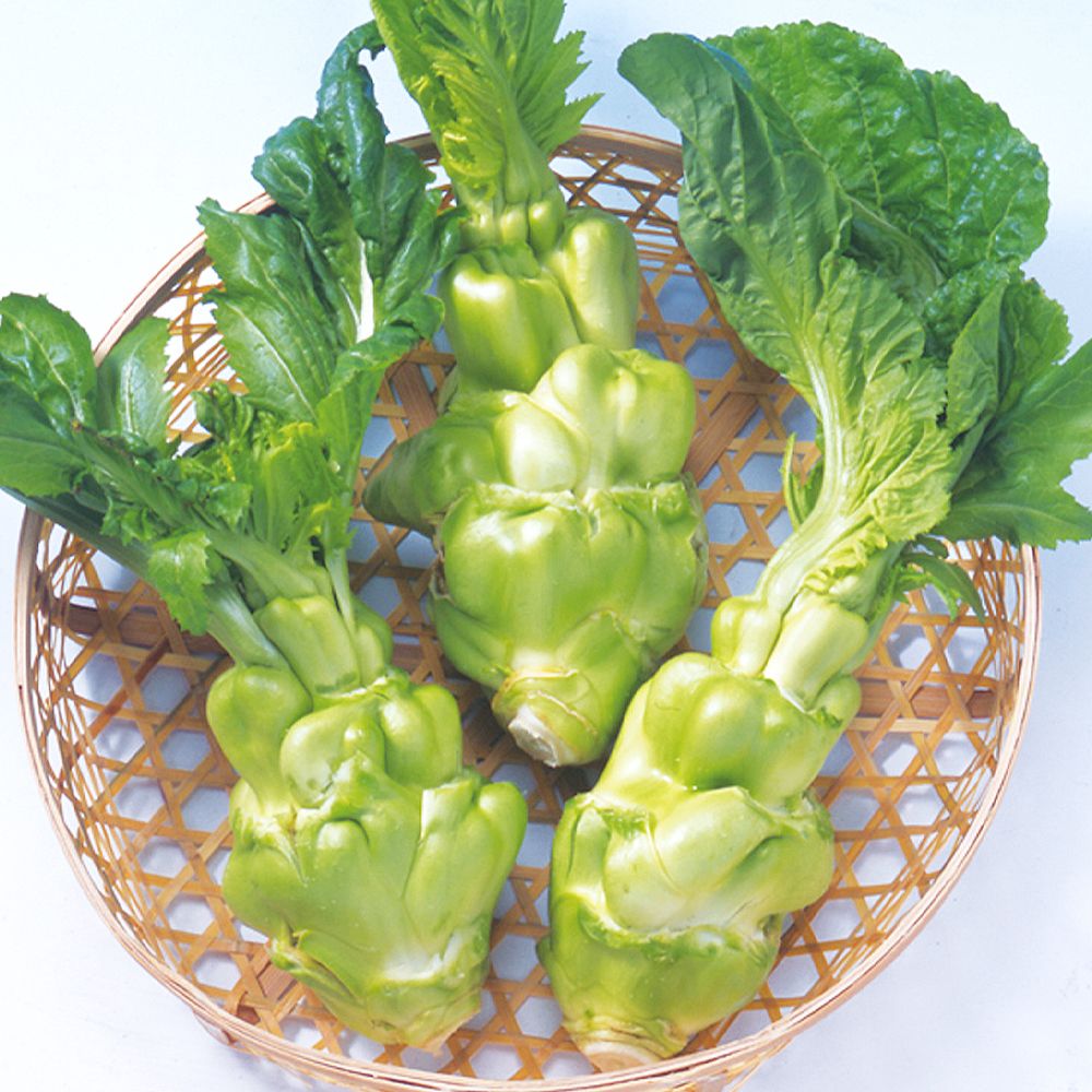 国華園 種 野菜たね 菜類 ザーサイ 1袋（コート種子200粒） 搾菜