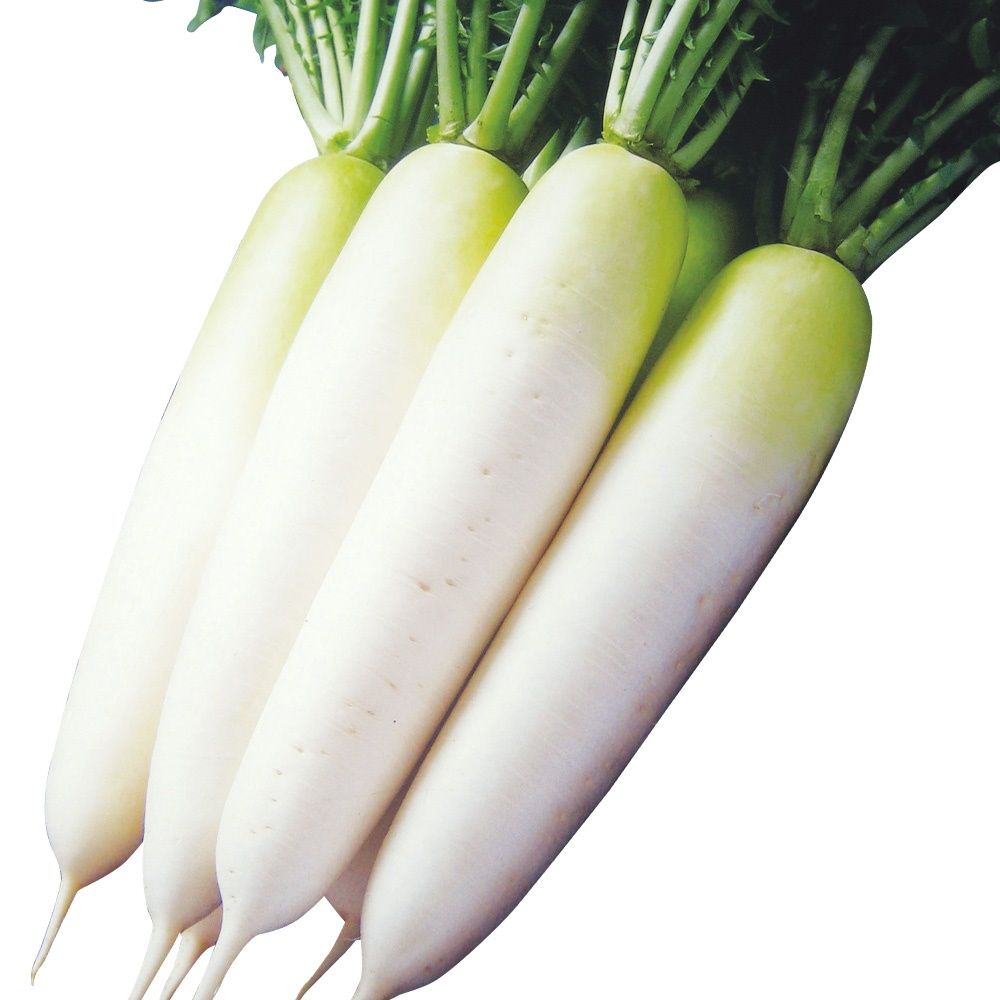 国華園 種 野菜たね ダイコン F1うまみだいこん 1袋（5ml） 大根