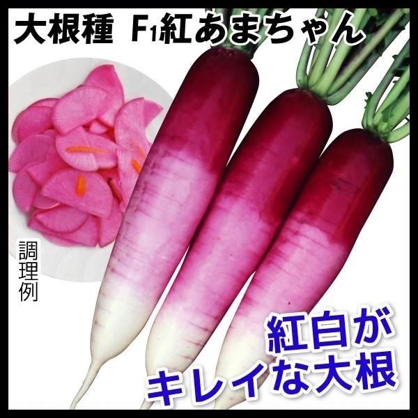 ダイコン 種 たね F1紅あまちゃん 1袋(2ml) 大根 野菜たね YTC06