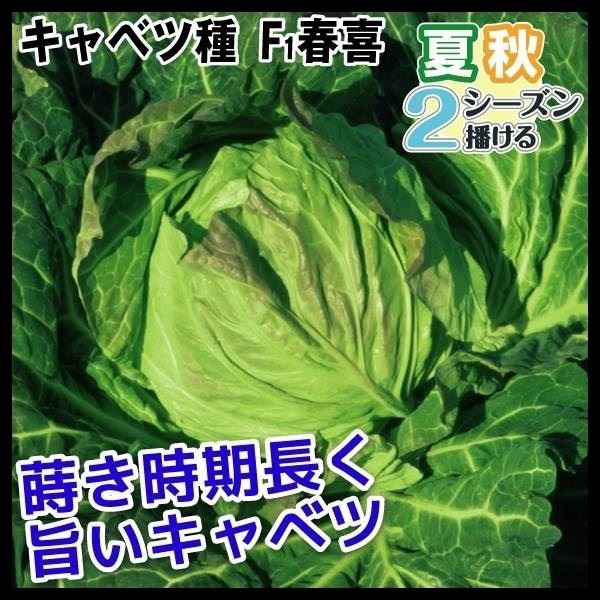 花と緑 国華園 - キャベツ（野菜たね）｜Yahoo!ショッピング