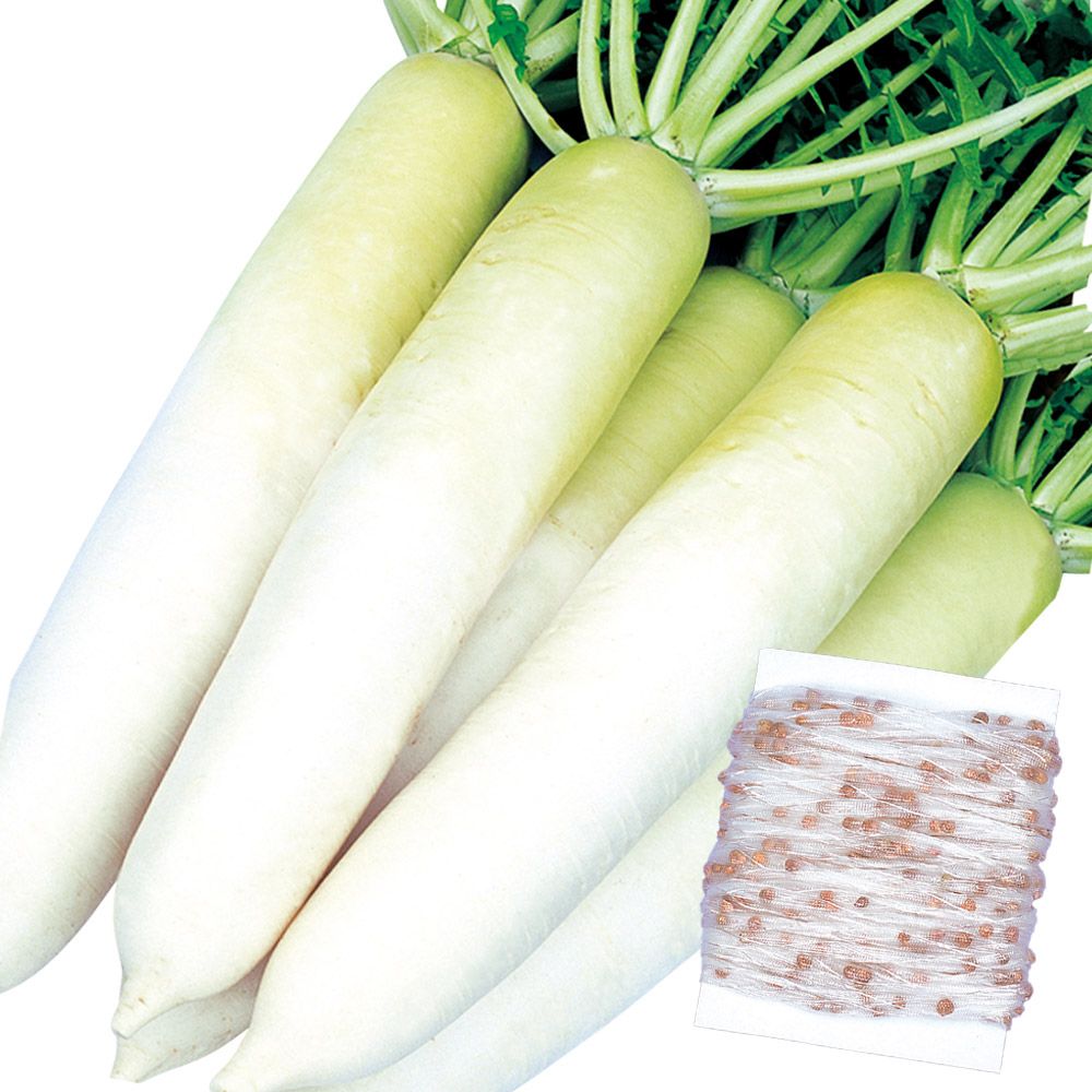 スンヨン だいこん 国華園 種 野菜たね シーダーテープ ダイコン F1優秀おだいこ 1袋（10m