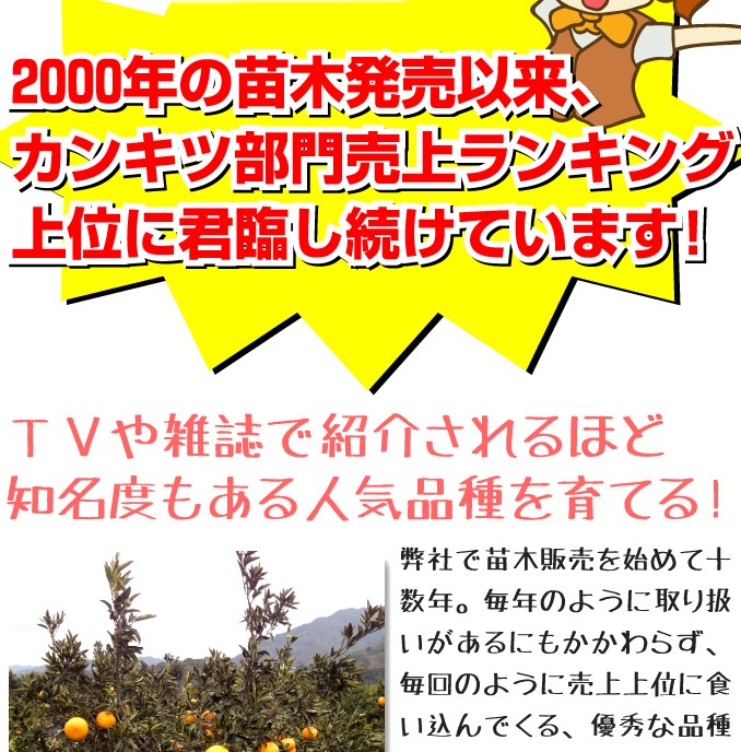 売上上位