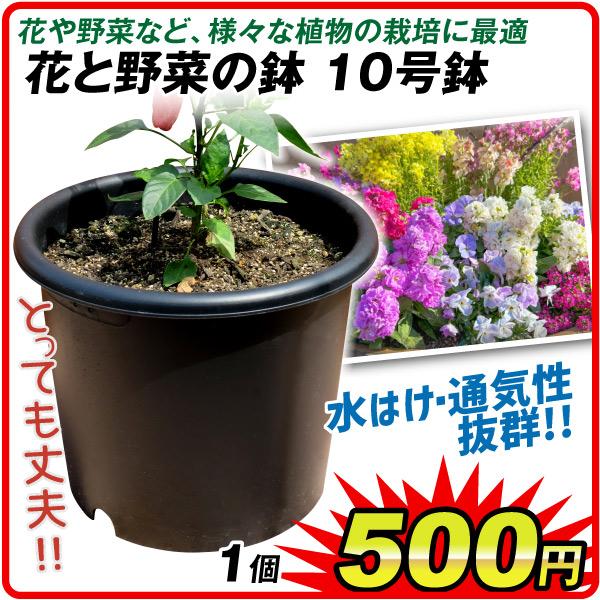 鉢 植木鉢 花と野菜の鉢 菊鉢 10号 1個  ニュー菊鉢 国華園｜kokkaen