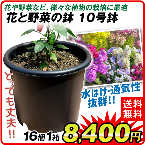 鉢 植木鉢 花と野菜の鉢 菊鉢 10号 16個1箱  ニュー菊鉢 国華園