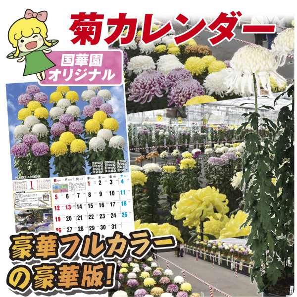カレンダー 2026年度 菊カレンダー 1部 国華園オリジナル 国華園 : 花
