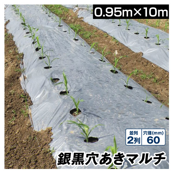 農業用マルチシート 農ポリ 銀黒穴あきマルチ 2列60 0.95×10m 1