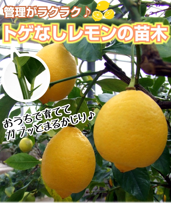 国華園 果樹苗 カンキツ トゲなしレモン 1株 : 花と緑 国華園 - 通販