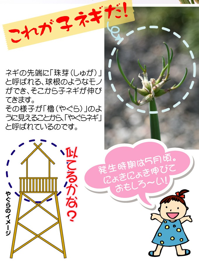 有用植物苗 やぐらネギ 8株 / 家庭菜園 家庭栽培 ねぎ 葱 ネギの苗 やぐら葱 ネギ苗 葱苗 葱の苗 長期収穫 自給自足 植物 自家栽培 自家菜園  国華園 : 2019n-p3-0042 : 花と緑 国華園 - 通販 - Yahoo!ショッピング