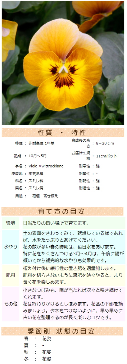 プレミアムビオラ DJ 'ハニービー' 11cmプリントポット ディージェイ