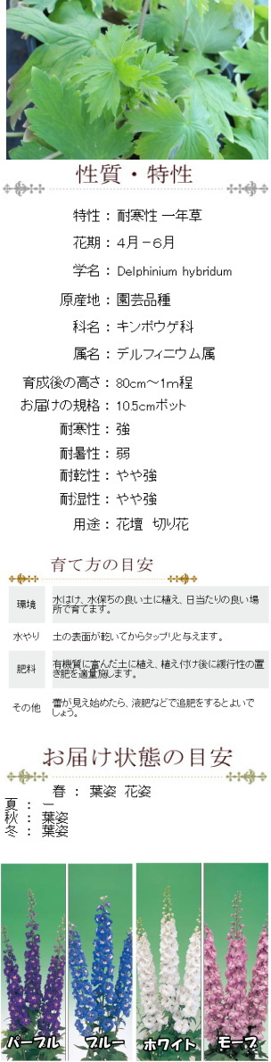 デルフィニューム デルフィニウム F1 オーロラ 苗 選べる5色 10.5センチポット 3.5号 :10000732:ここなぎ - 通販 -  Yahoo!ショッピング