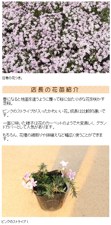 ピンクのストライプ 芝桜 バイ・カラー 9センチポット 3号 シバザクラ