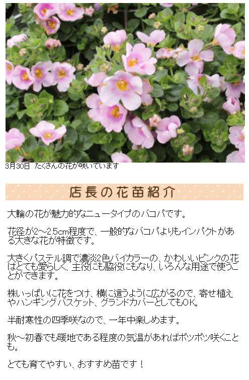 大輪バコパ スコーピア ピンクリング 苗 9センチポット :10000466:ここなぎ - 通販 - Yahoo!ショッピング