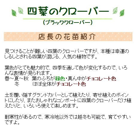 四葉のクローバー 苗 9cmポット 四つ葉 よつば ここなぎ 通販 Yahoo ショッピング