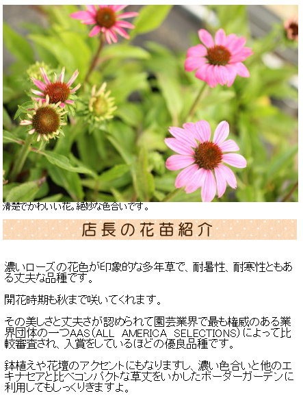 【70％OFF】 エキナセア ワイルドベリー(コンパクト系）AAS入賞品種 花苗 9 塊根植物・コーデックス