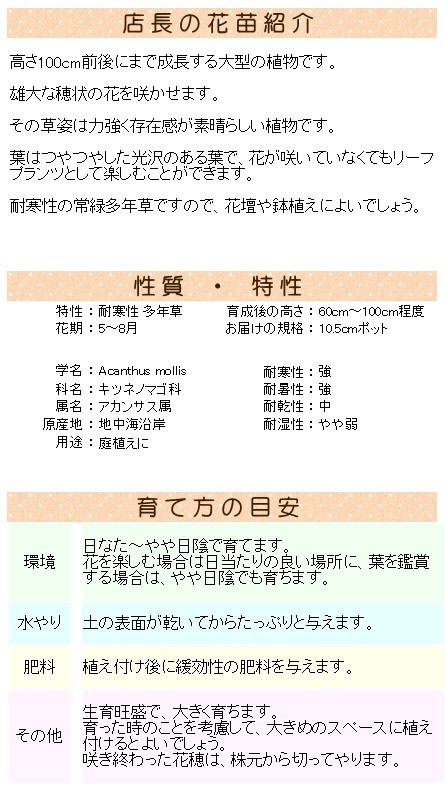 アカンサス・モリス 苗 10.5センチポット : 10000298 : ここなぎ