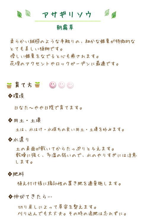 ◇アサギリソウ 朝霧草 苗 9センチポット : ここなぎ - 通販 - Yahoo