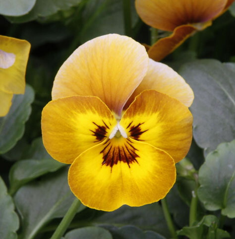 薔薇の花、パンジー　額紫陽花の3点セット　ゴードンさん プレミアムビオラ DJ 'ローズピンク' 11cmプリントポット ディージェイ