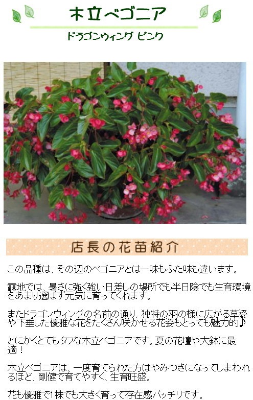 ベゴニア 木立性 ドラゴンウィング ピンク 苗 9センチポット 3号 ここなぎ 通販 Yahoo ショッピング