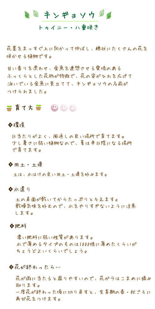 キンギョソウ トゥイニー 八重咲 金魚草 きんぎょそう 苗 9センチポット ここなぎ 通販 Yahoo ショッピング