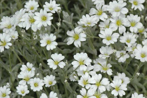 セラスチューム （夏雪草） 苗 9センチポット 3号 : ここなぎ - 通販