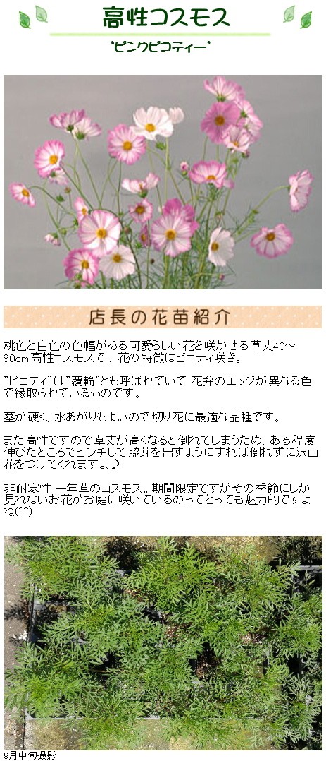 高性コスモス ピンクピコティー 苗 9センチポット 3号 秋桜 こすもす ここなぎ 通販 Yahoo ショッピング