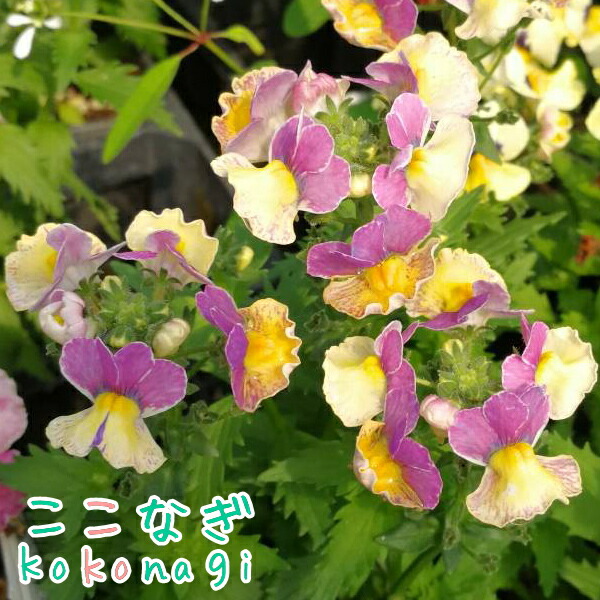 宿根ネメシア ネシアシリーズ サンシャイン 苗 9センチポット : ここ