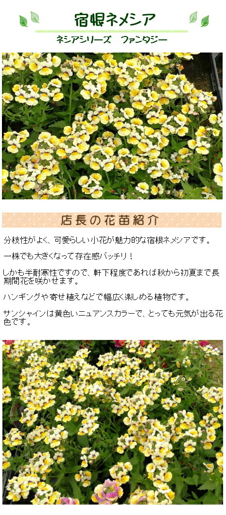 宿根ネメシア ネシアシリーズ サンシャイン 苗 9センチポット : ここ
