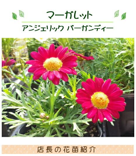 四季咲きマーガレット アンジェリク ルビー エンジェリックシリーズ
