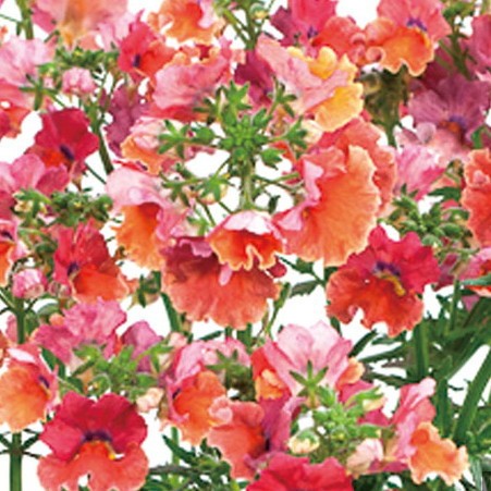 宿根ネメシア ネシアシリーズ トロピカル 苗 9センチポット : ここなぎ