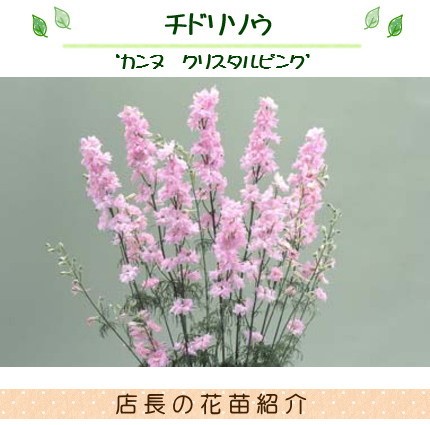 チドリソウ 千鳥草 ラークスパー カンヌ クリスタルピンク 9