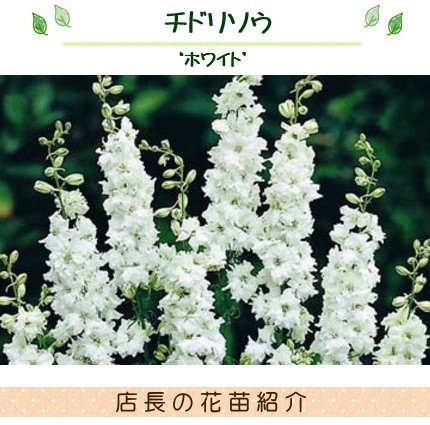 チドリソウ 千鳥草 ラークスパー カンヌ ホワイト 9センチポット 3号