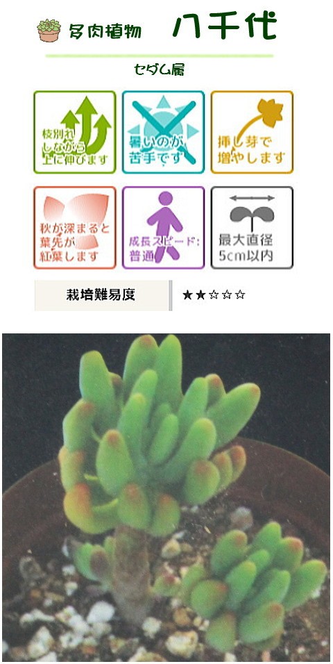 多肉植物 八千代 やちよ セダム属 7 5センチポット 2号 ここなぎ 通販 Yahoo ショッピング