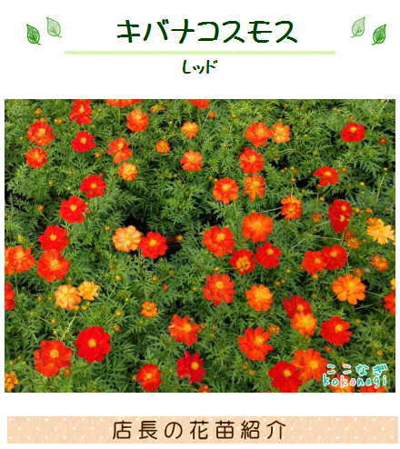 キバナコスモス レッド 9センチポット 3号 黄花コスモス こすもす 秋桜