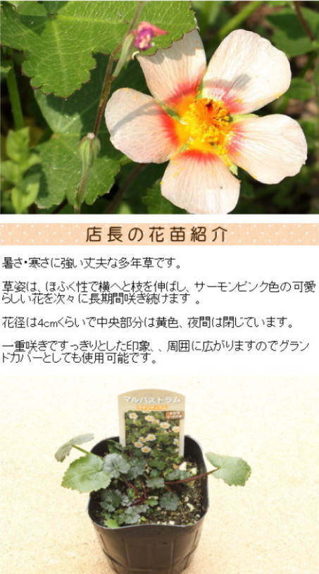 マルバストラム ラテリティウム 9センチポット 3号 : ここなぎ - 通販