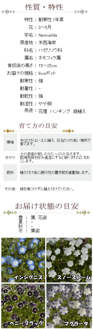 ネモフィラ 苗 選べる4色 9センチポット 3号 :10000620:ここなぎ - 通販 - Yahoo!ショッピング